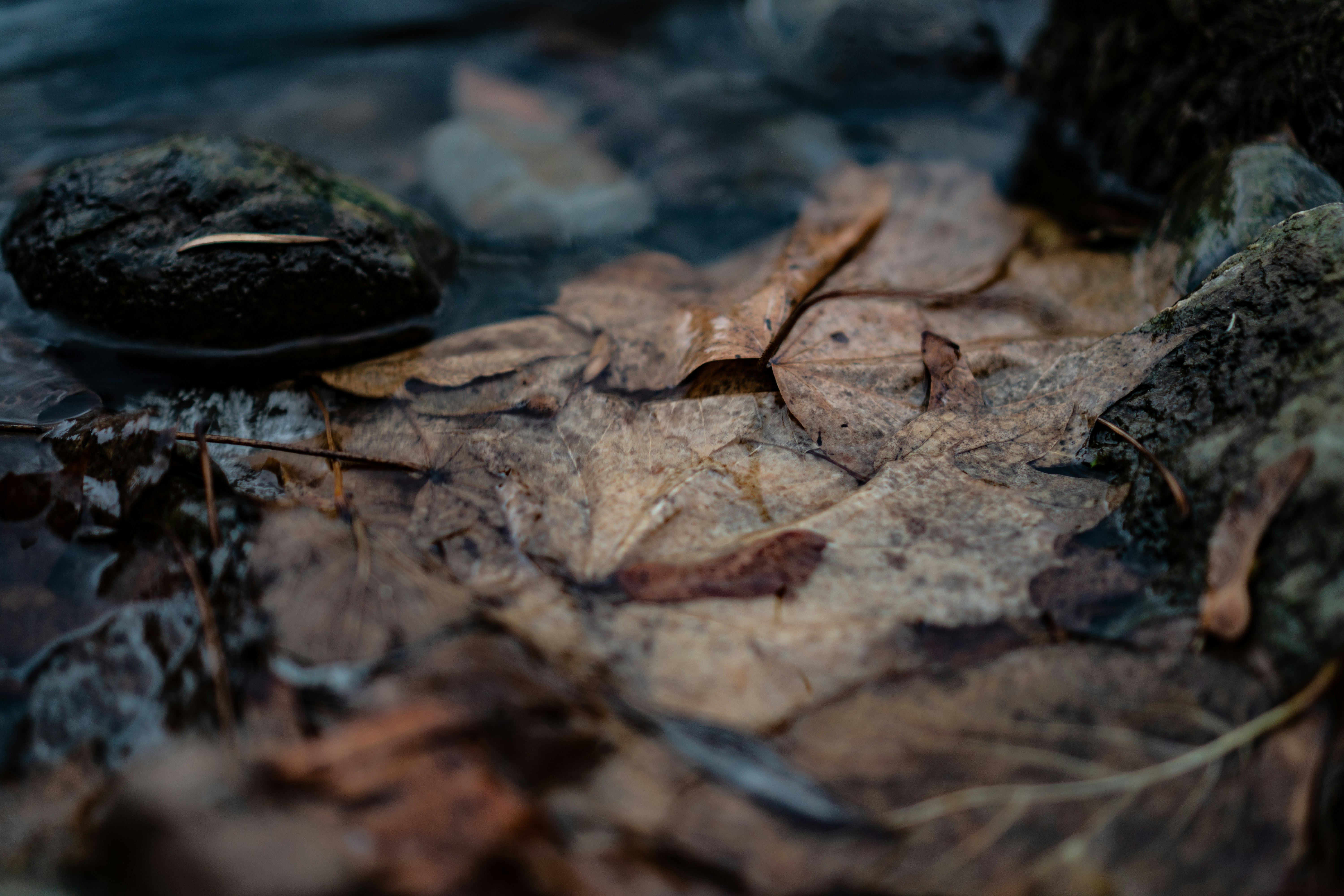 shallow focus photo of dried leaves on body of water